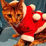 Camélia a rejoint le concours — aidez-le/la à gagner de superbes lots ! cat, tabby_cat, pet, animal, feline, costume, santa_outfit, red_clothing, white_trim, pom_poms, blue_background, whiskers, ears, paws, fur, indoor, curious, sitting, holiday, christmas