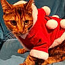 cat, tabby_cat, pet, animal, feline, costume, santa_outfit, red_clothing, white_trim, pom_poms, blue_background, whiskers, ears, paws, fur, indoor, curious, sitting, holiday, christmas