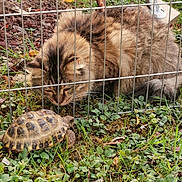 Umbria a rejoint le concours — aidez-le/la à gagner de superbes lots ! cat, tortoise, grass, outdoor, fence, garden_tool, curious, animal, pet, nature, greenery, mammal, reptile, fur, shell, close_up, daylight, wildlife, interaction, backyard
