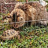 cat, tortoise, grass, outdoor, fence, garden_tool, curious, animal, pet, nature, greenery, mammal, reptile, fur, shell, close_up, daylight, wildlife, interaction, backyard