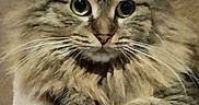 Umbria a rejoint le concours — aidez-le/la à gagner de superbes lots ! animal, cat, close_up, curious, cute, domestic_animal, eyes, feline, fluffy, fur, indoor, looking, mammal, paws, pet, portrait, resting, soft, tabby, whiskers