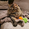 Umbria a rejoint le concours — aidez-le/la à gagner de superbes lots ! cat, tabby, fluffy, pet, animal, indoor, blanket, couch, toy, orange_toy, green_toy, relaxed, fur, whiskers, paw, cozy, furniture, domestic, looking, resting