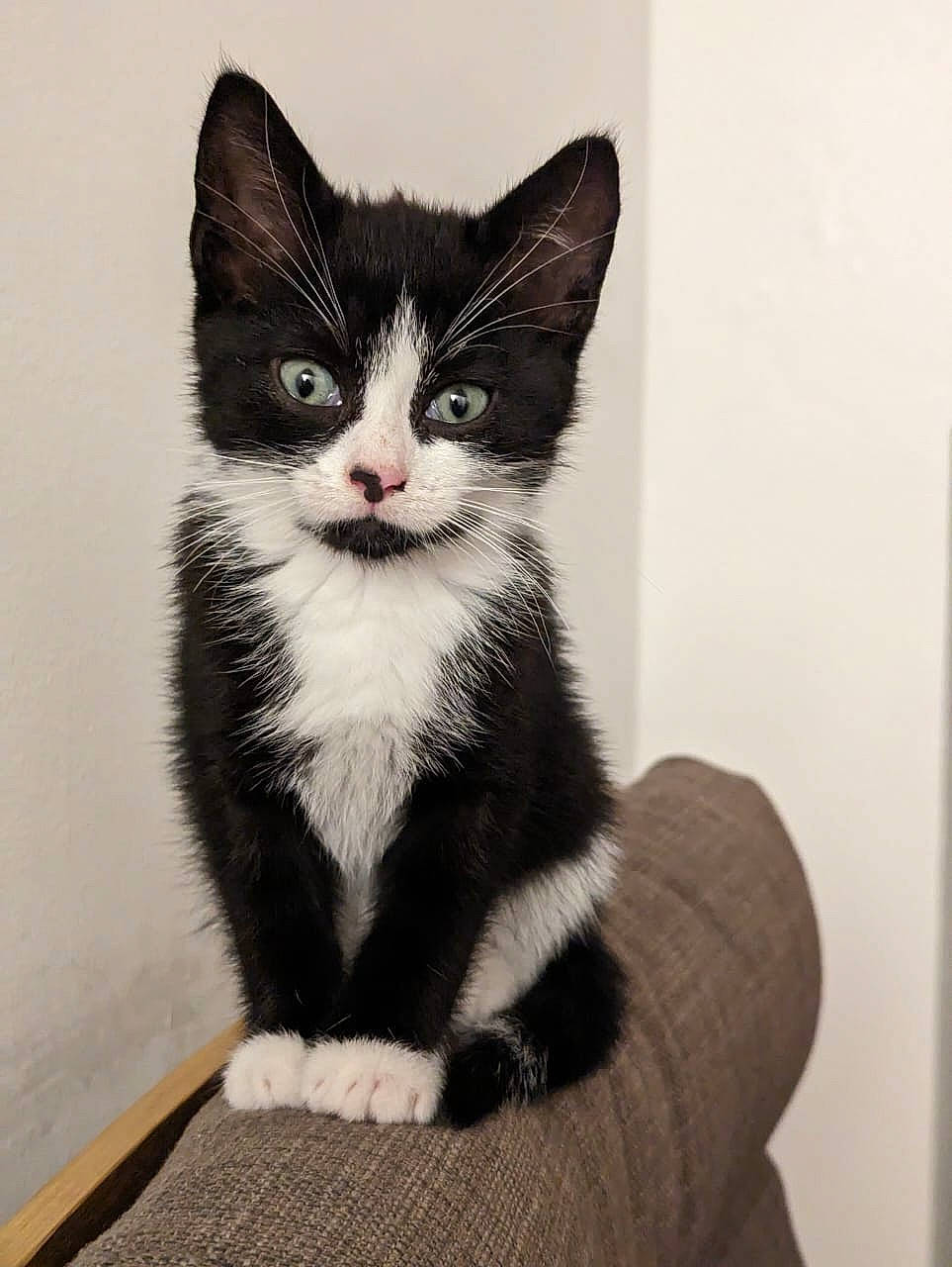 Alex is registered to the contest to win money with this photo: black_cat, carnivore, cat, comfort, domestic_short_haired_cat, felidae, foot, fur, monochrome, monochrome_photography, paw, small_to_medium_sized_cats, snout, tail, whiskers