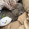 Dexter participe au concours pour gagner de l'argent avec cette photo : cat, kitten, sleeping, gray_cat, pet, animal, cozy, blanket, plush_toy, stuffed_animal, bed, nap, indoors, close_up, soft_lighting, whiskers, paws, collar, cuddling, cute