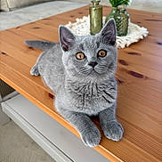 Dexter participe au concours pour gagner de l'argent avec cette photo : cat, gray_cat, kitten, pet, animal, feline, whiskers, ears, amber_eyes, fur, sitting, lying_down, wooden_table, living_room, home_interior, glass_vases, plant, cushion, portrait, close_up
