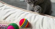 Dexter participe au concours pour gagner de l'argent avec cette photo : cat, kitten, gray_cat, pet, animal, paw, whiskers, ears, fur, curious, playful, toys, toy_balls, rainbow_ball, blanket, bed, cozy, indoor, close_up, portrait