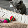 cat, kitten, gray_cat, pet, animal, paw, whiskers, ears, fur, curious, playful, toys, toy_balls, rainbow_ball, blanket, bed, cozy, indoor, close_up, portrait