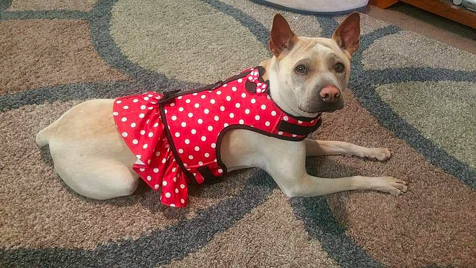 Nala joined the competition — help win amazing prizes! american_pit_bull_terrier, american_staffordshire_terrier, canidae, carnivore, companion_dog, design, dog, dog_breed, dog_clothes, dog_collar, fawn, mammal, non_sporting_group, pattern, pit_bull, rare_breed_dog, snout, sporting_group, tail, thai_ridgeback