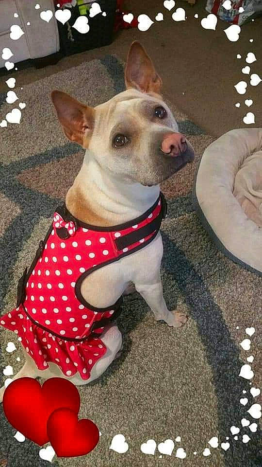 Nala is registered to the contest to win money with this photo: american_hairless_terrier, canidae, carnivore, chihuahua, companion_dog, dog, dog_breed, dog_clothes, fawn, mammal, pattern, paw, pit_bull, rare_breed_dog, rat_terrier, snout, sporting_group, tail, toy_dog, vertebrate