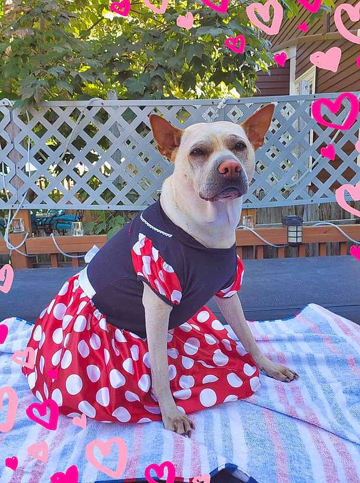 Nala joined the competition — help win amazing prizes! canidae, carnivore, companion_dog, design, dog, dog_breed, dog_clothes, dress, fawn, pattern, pink, polka_dot, puppy, textile, top, toy_dog
