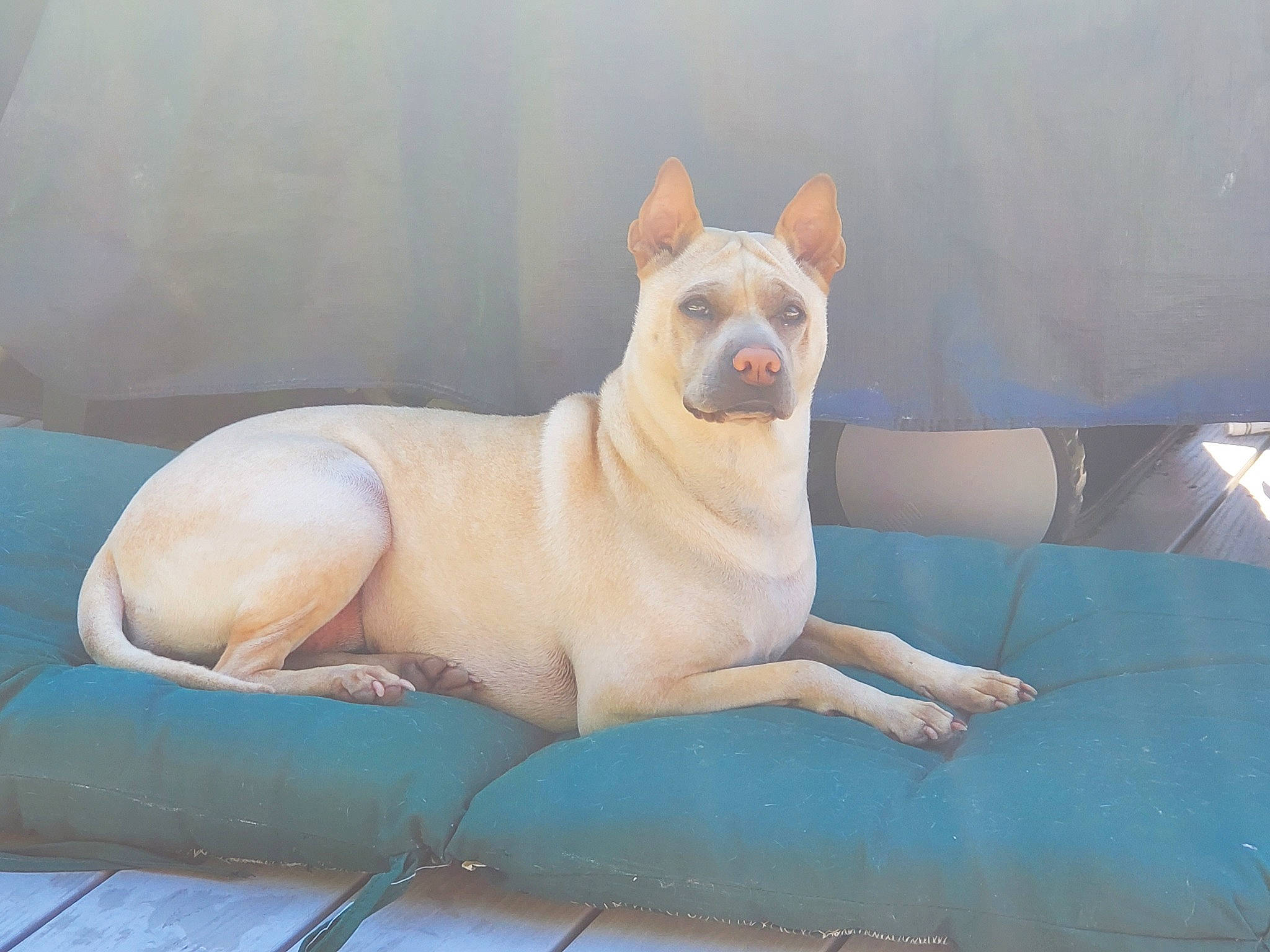 Nala joined the competition — help win amazing prizes! american_pit_bull_terrier, ancient_dog_breeds, bull_and_terrier, bull_terrier, canidae, carnivore, companion_dog, dog, dog_breed, dogo_argentino, fawn, guard_dog, gull_terr, mammal, non_sporting_group, snout, vertebrate