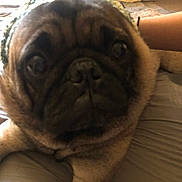 Pudge joined the competition — help win amazing prizes! dog, pug, close_up, hat, knitted_hat, pet, bed, indoor, animal, face, furry, cute, lying_down, resting, tan, black_face, paw, portrait, companion, cozy