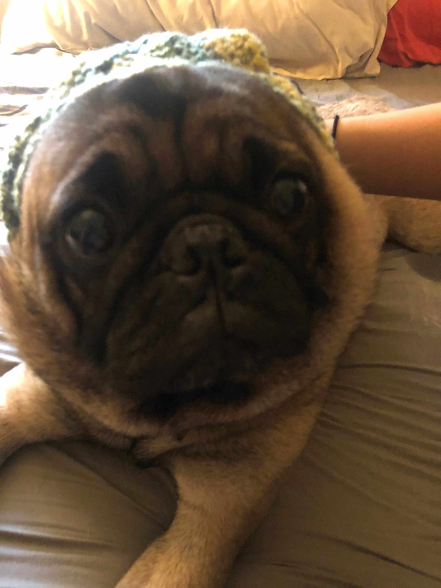 Pudge joined the competition — help win amazing prizes! dog, pug, close_up, hat, knitted_hat, pet, bed, indoor, animal, face, furry, cute, lying_down, resting, tan, black_face, paw, portrait, companion, cozy