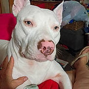 Willow is registered to the contest to win money with this photo: dog, white_dog, close_up, pink_nose, light_eyes, hand, lap, red_blanket, living_room, television, person, footwear, slippers, furniture, basket, blanket, relaxation, indoor, pet, cozy