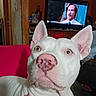 Willow is registered to the contest to win money with this photo: dog, white_dog, close_up, blue_eyes, pink_nose, ears, living_room, television, movie_scene, couch, red_cushion, furniture, indoors, pet, animal, curious, portrait, household_items, mustache, human_face_on_tv