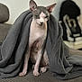 sphynx_cat, cat, hairless_cat, blanket, gray, couch, indoor, pet, animal, sitting, feline, cozy, wrinkled_skin, furless, resting, soft_texture, face, ears, expression, home