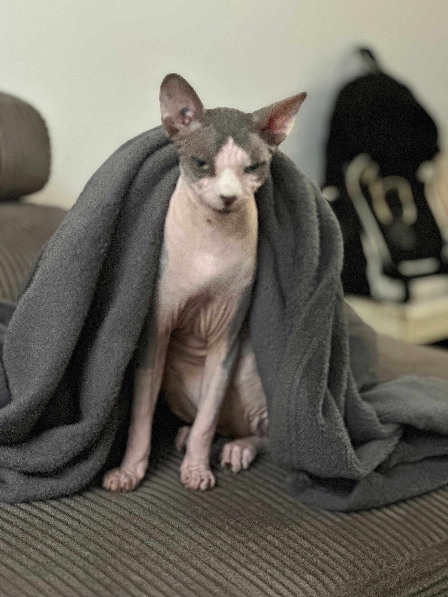 Onyx a rejoint le concours — aidez-le/la à gagner de superbes lots ! sphynx_cat, cat, hairless_cat, blanket, gray, couch, indoor, pet, animal, sitting, feline, cozy, wrinkled_skin, furless, resting, soft_texture, face, ears, expression, home
