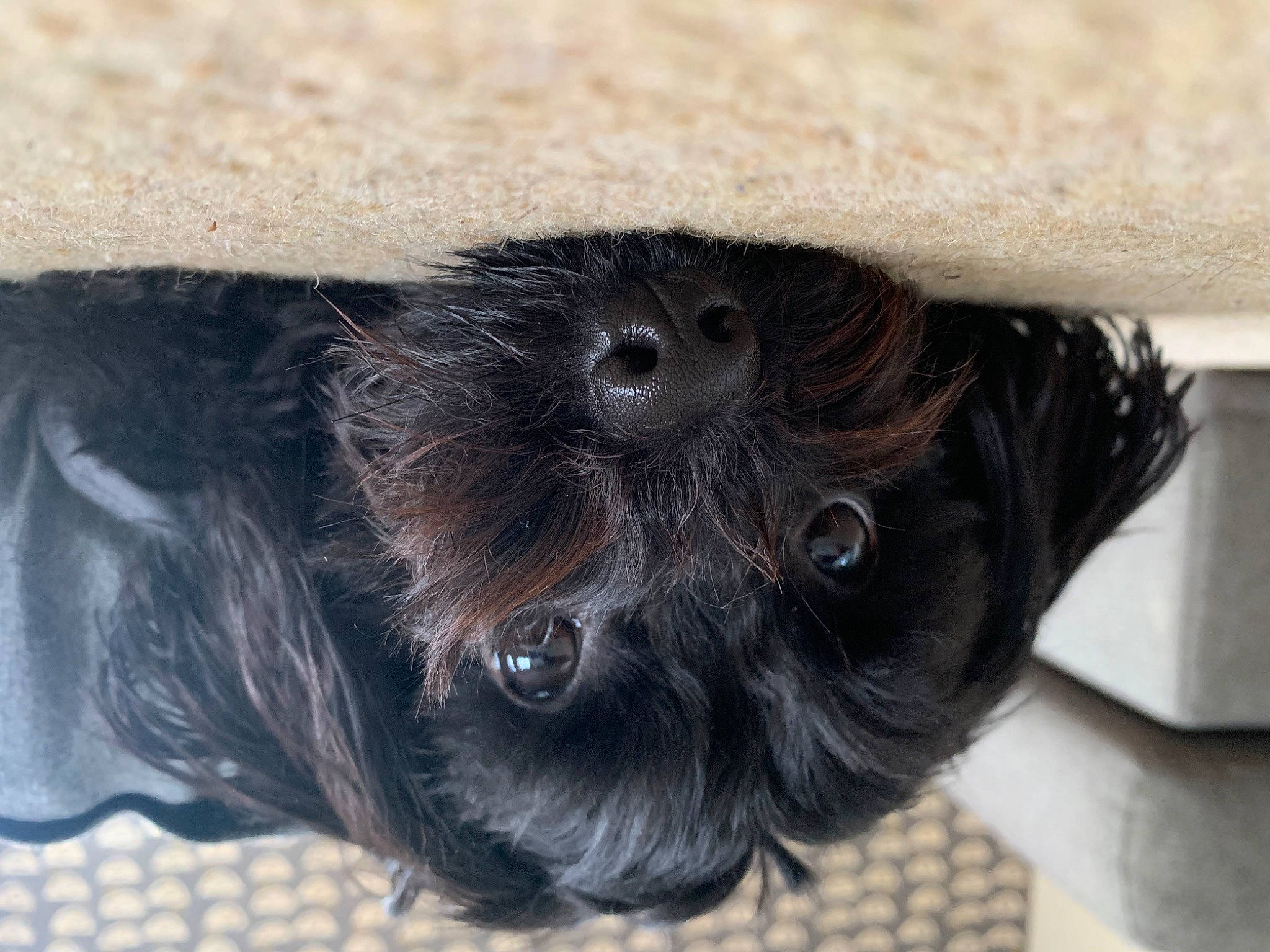 Rhubarb is registered to the contest to win money with this photo: bat, canidae, carnivore, companion_dog, dog, dog_breed, eye, fawn, foot, fur, head, iris, liver, paw, snout, sporting_group, terrestrial_animal, toy_dog, whiskers, working_animal