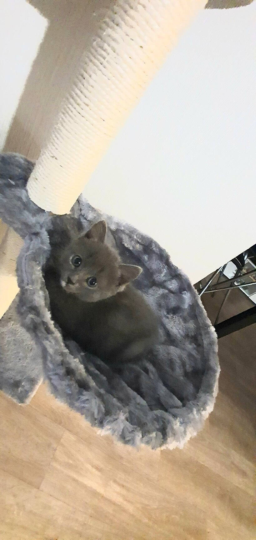 Shannel participe au concours pour gagner de l'argent avec cette photo : automotive_tire, automotive_wheel_system, carnivore, cat, domestic_short_haired_cat, fawn, felidae, fur, grey, marsupial, muroidea, rodent, small_to_medium_sized_cats, snout, tail, tire, tree, whiskers, winter, wood