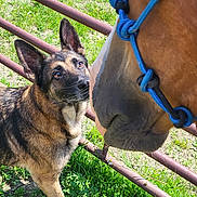 Chief is registered to the contest to win money with this photo: animal_interaction, blue_halter, canine, close_up, curious, daytime, dirt, dog, equine, farm, fence, field, german_shepherd, grass, horse, muzzle, nature, outdoor, pet, sunny