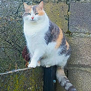 Héra a rejoint le concours — aidez-le/la à gagner de superbes lots ! abyssinian, accessories, angora, animal, architecture, building, cat, fence, house, housing, kitten, manx, pet, porch, road, siamese, slate, strap, wall, wood