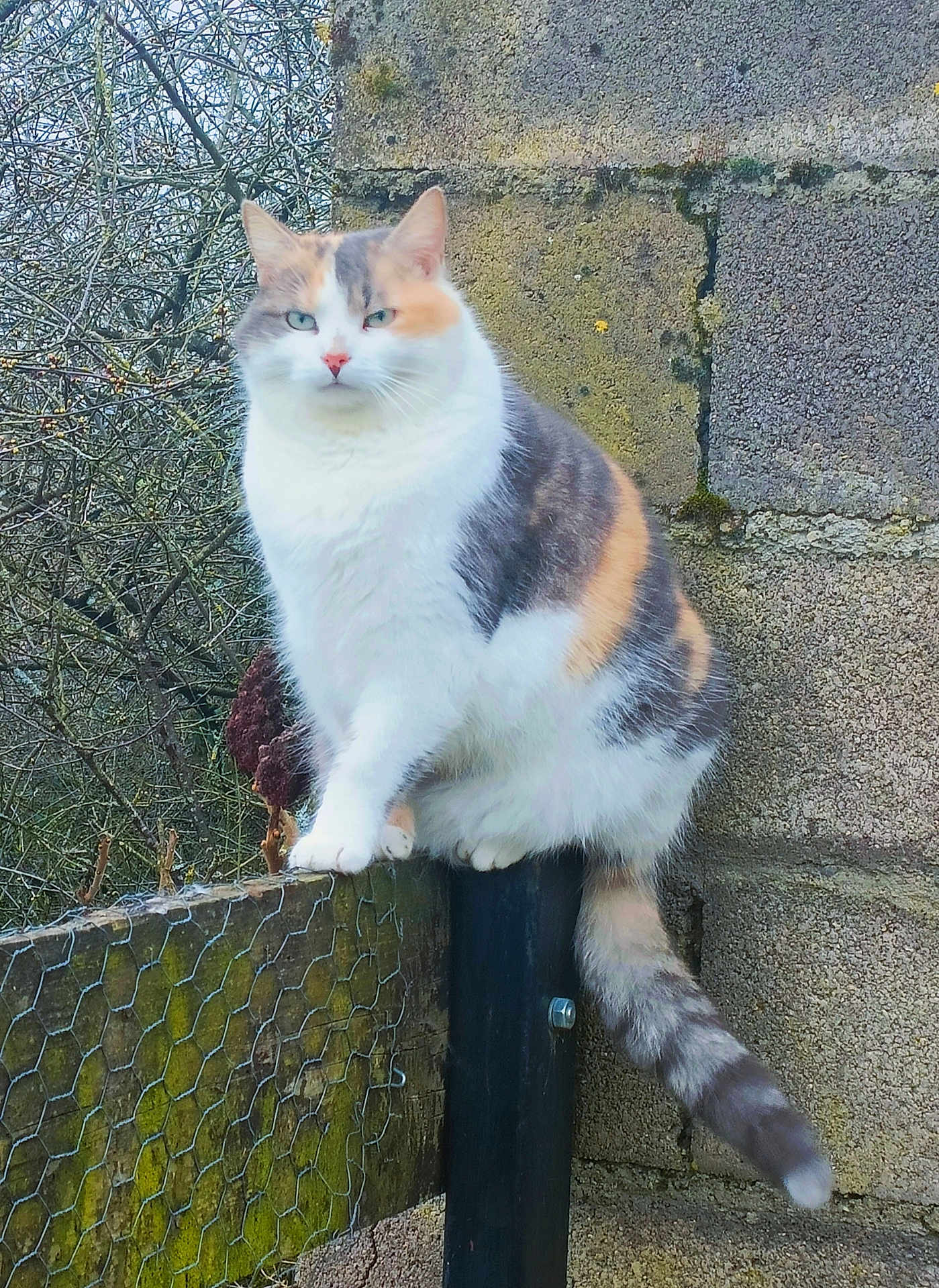 Héra a rejoint le concours — aidez-le/la à gagner de superbes lots ! abyssinian, accessories, angora, animal, architecture, building, cat, fence, house, housing, kitten, manx, pet, porch, road, siamese, slate, strap, wall, wood