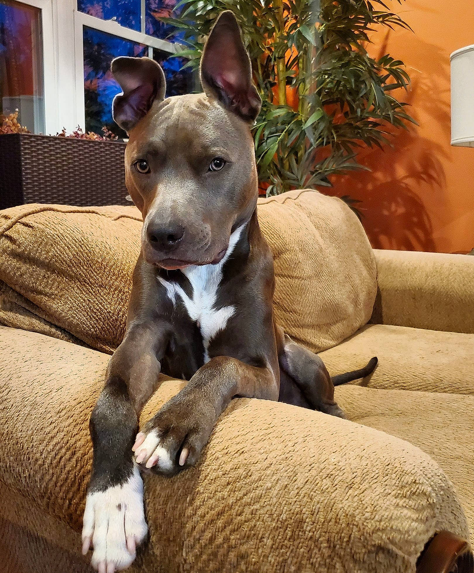 Luna joined the competition — help win amazing prizes! ancient_dog_breeds, carnivore, collar, comfort, companion_dog, dog, dog_breed, fawn, flowerpot, houseplant, non_sporting_group, plant, snout, terrestrial_animal, whiskers, working_animal