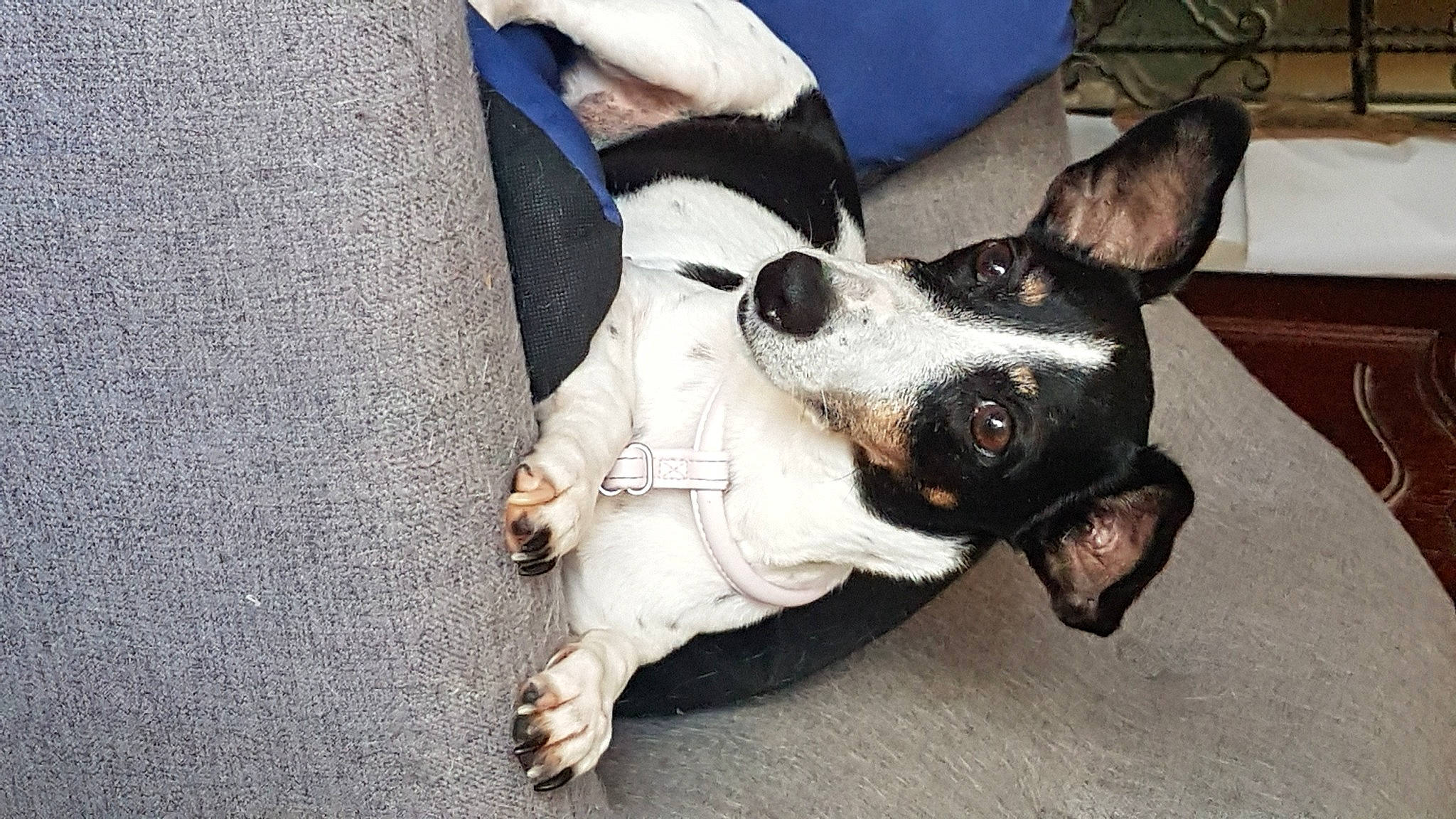 Cash a rejoint le concours — aidez-le/la à gagner de superbes lots ! canidae, carnivore, collar, comfort, companion_dog, dog, dog_breed, dog_collar, dog_supply, ear, fawn, fur, head, paw, snout, sporting_group, terrier, toy_dog, whiskers, working_animal