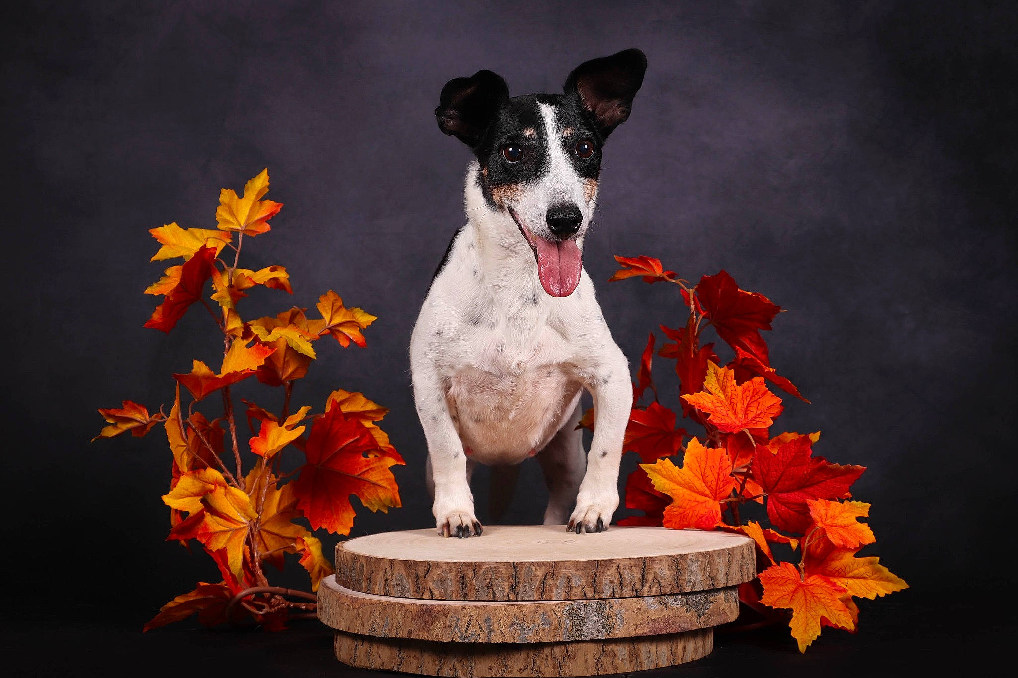 Cash a rejoint le concours — aidez-le/la à gagner de superbes lots ! annual_plant, art, calabaza, canidae, carnivore, companion_dog, dog, dog_breed, door, flower, flowerpot, grass, landscape, orange, petal, plant, sporting_group, still_life, still_life_photography, tree