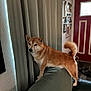 animal, calm, canine, couch, cozy, curious, curtains, dog, door, framed_photos, fur, furniture, home, indoors, living_room, pet, shiba_inu, standing, tail, wall_art