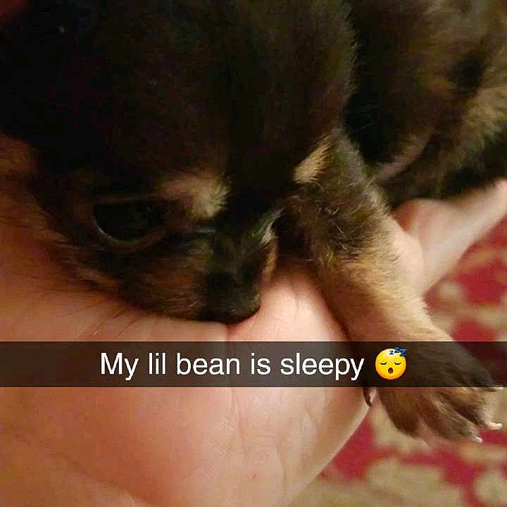Mr. Bean is registered to the contest to win money with this photo: canidae, carnivore, companion_dog, dog, dog_breed, fawn, liver, photo_caption, puppy, shih_tzu, toy_dog