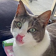 Pistache participe au concours pour gagner de l'argent avec cette photo : cat, gray_and_white, green_eyes, tongue_out, licking, whiskers, indoor, window, soft_light, close_up, pet, feline, curious, resting, household, paper, colorful, background_blur, cute, domestic_animal