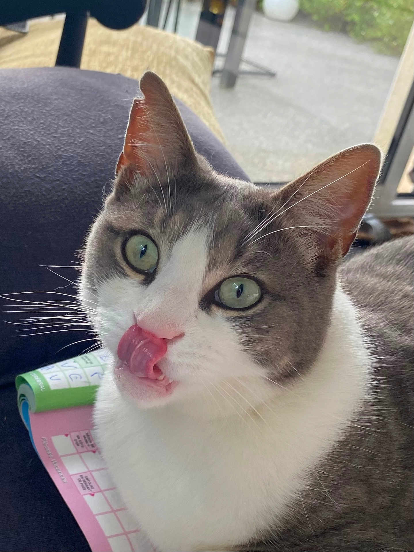 Pistache participe au concours pour gagner de l'argent avec cette photo : cat, gray_and_white, green_eyes, tongue_out, licking, whiskers, indoor, window, soft_light, close_up, pet, feline, curious, resting, household, paper, colorful, background_blur, cute, domestic_animal
