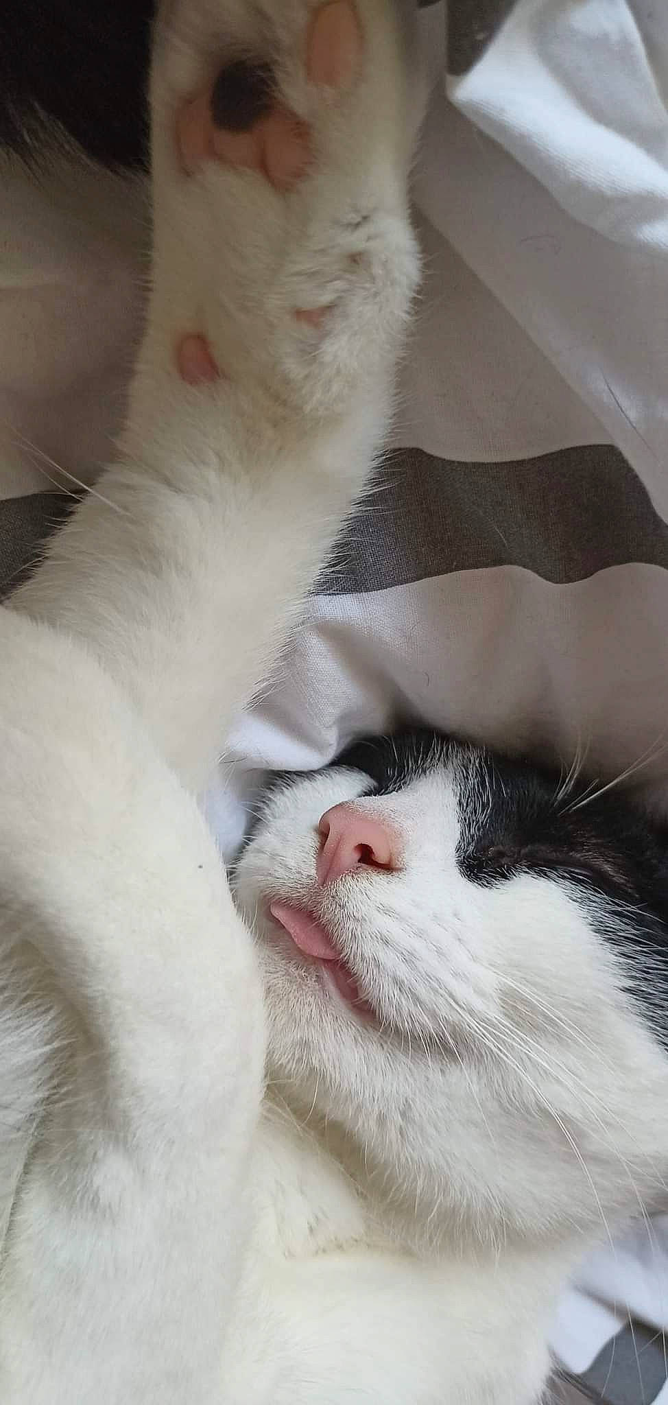 Chiii a rejoint le concours — aidez-le/la à gagner de superbes lots ! carnivore, cat, claw, comfort, domestic_short_haired_cat, ear, eye, felidae, fur, gesture, hair, head, human_body, leg, paw, small_to_medium_sized_cats, snout, tail, whiskers, white