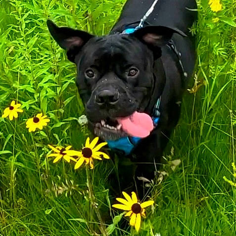 Dilbert joined the competition — help win amazing prizes! annual_plant, carnivore, companion_dog, dog, dog_breed, fawn, flower, grass, grass_family, grassland, green, groundcover, lawn, meadow, petal, plant, snout, sporting_group, toy_dog, working_animal