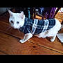 animal, blurred, cat, clothing, cozy, cute, domestic, feline, floor, furniture, household, indoor, indoor_lighting, legs, mammal, pet, plaid_jacket, walking, white_cat, wooden_floor