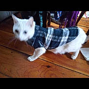 Pet joined the competition — help win amazing prizes! animal, blurred, cat, clothing, cozy, cute, domestic, feline, floor, furniture, household, indoor, indoor_lighting, legs, mammal, pet, plaid_jacket, walking, white_cat, wooden_floor