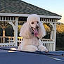 dog, poodle, white_dog, tongue_out, pet, animal, outdoor, gazebo, roof, fence, sunlight, happy, fluffy, cute, nature, leash, summer, daylight, smiling, portrait