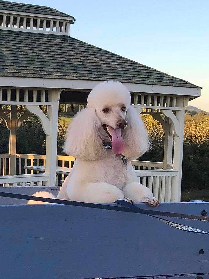 Bayley joined the competition — help win amazing prizes! dog, poodle, white_dog, tongue_out, pet, animal, outdoor, gazebo, roof, fence, sunlight, happy, fluffy, cute, nature, leash, summer, daylight, smiling, portrait