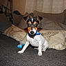 puppy, dog, pet, indoor, carpet, cushion, toy, blue_bone, alert, small_dog, curious, ears, collar, white_fur, brown_fur, black_fur, cute, sitting, home, cozy