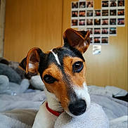 Maïa a rejoint le concours — aidez-le/la à gagner de superbes lots ! dog, toy, bed, blanket, collar, curious, indoor, pet, brown, white, black, ears, face, close_up, cute, home, photography, cozy, background, wall