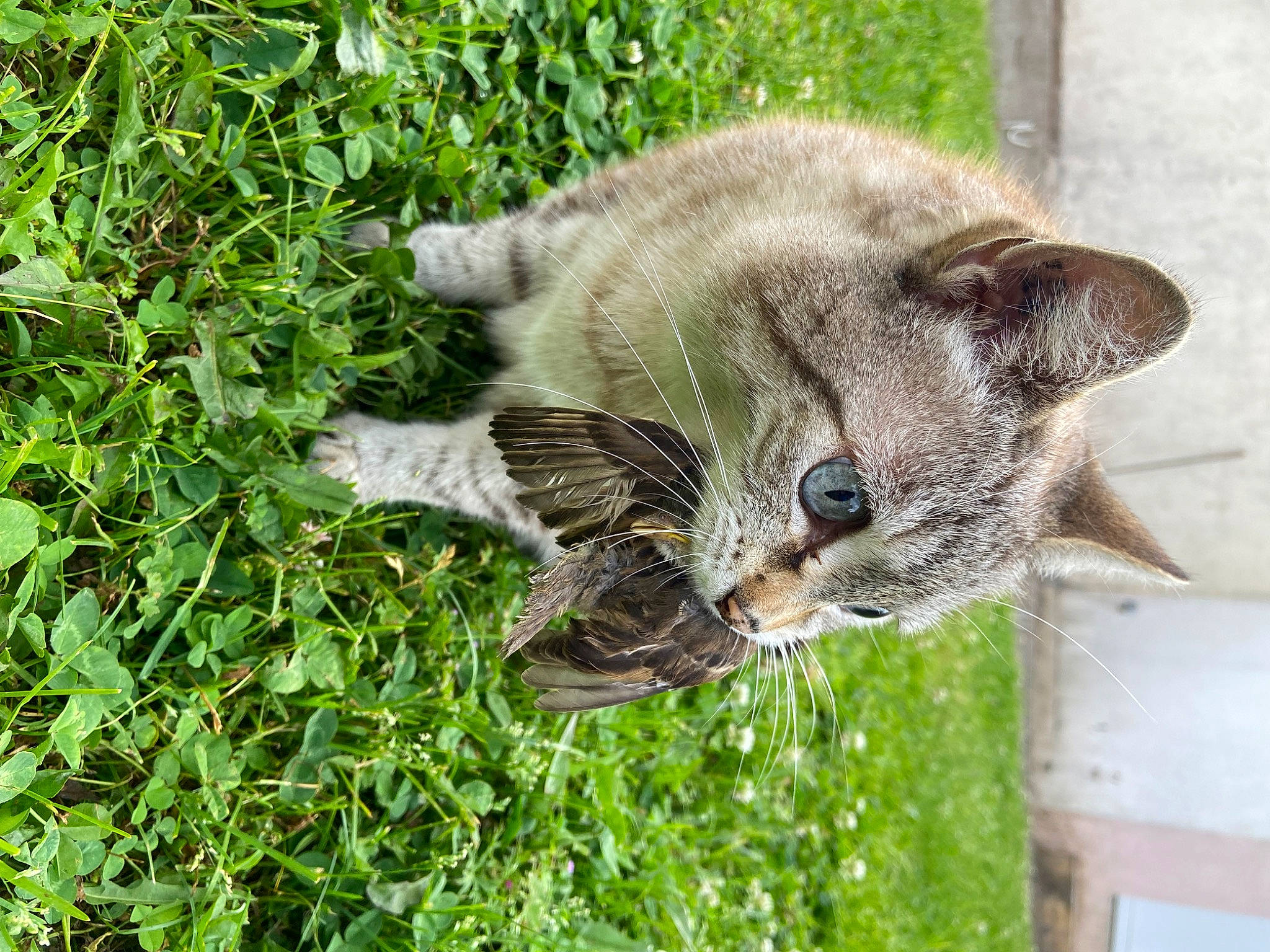 Liloo participe au concours pour gagner de l'argent avec cette photo : carnivore, cat, devon_rex, domestic_short_haired_cat, fawn, felidae, fur, grass, groundcover, herb, lynx, plant, small_to_medium_sized_cats, tail, terrestrial_animal, tree, whiskers