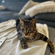Snow participe au concours pour gagner de l'argent avec cette photo : cat, tabby, pet, animal, feline, indoor, blanket, couch, living_room, fur, whiskers, ears, eyes, paw, relaxing, domestic, home, soft_light, texture, comfort