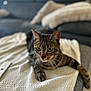cat, tabby, pet, animal, feline, indoor, blanket, couch, living_room, fur, whiskers, ears, eyes, paw, relaxing, domestic, home, soft_light, texture, comfort