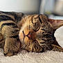 Snow participe au concours pour gagner de l'argent avec cette photo : cat, tabby, sleeping, close_up, fur, paw, whiskers, relaxation, nap, pet, animal, domestic_cat, soft_texture, cozy, indoor, cute, mammal, feline, resting, peaceful