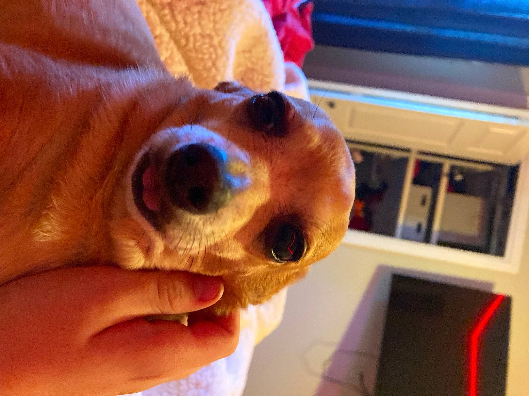 Kisses is registered to the contest to win money with this photo: canidae, carnivore, companion_dog, dog, dog_breed, ear, eye, fawn, finger, fur, nail, personal_protective_equipment, selfie, snout, sporting_group, stuffed_toy, thumb, whiskers, wood, working_animal