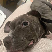 Otto is registered to the contest to win money with this photo: animal, close_up, companion, cozy, curious_eyes, cute, dog, domestic_animal, fabric, floppy_ears, gray_dog, indoor, lap, pet, puppy, resting, snout, soft_lighting, texture, young_dog