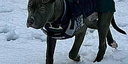 Otto is registered to the contest to win money with this photo: animal, canine, cold, curious, daytime, dog, ears, exploring, frozen, fur, jacket, nature, outdoor, paws, pet, season, snow, tail, walking, winter_clothing