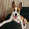 Nala a rejoint le concours — aidez-le/la à gagner de superbes lots ! black_chair, brown_and_white, canine, carpet, collar, decorative_statue, dog, happy, indoor, large_ears, living_room, lounging, open_mouth, pet, portrait, short_hair, sitting, tag, tongue_out, wood_paneling