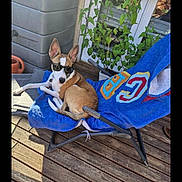 Nala a rejoint le concours — aidez-le/la à gagner de superbes lots ! balcony, blue_towel, brown_and_white, chair, deck_chair, dog, funny, lounging, outdoor, pet, plants, portrait, potted_plant, relaxed, sitting, small_dog, sunglasses, sunlight, towel, wooden_deck